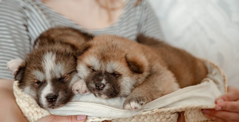 Pet Breeding - PawrPose